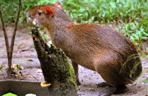 cousin of agoutis nyt